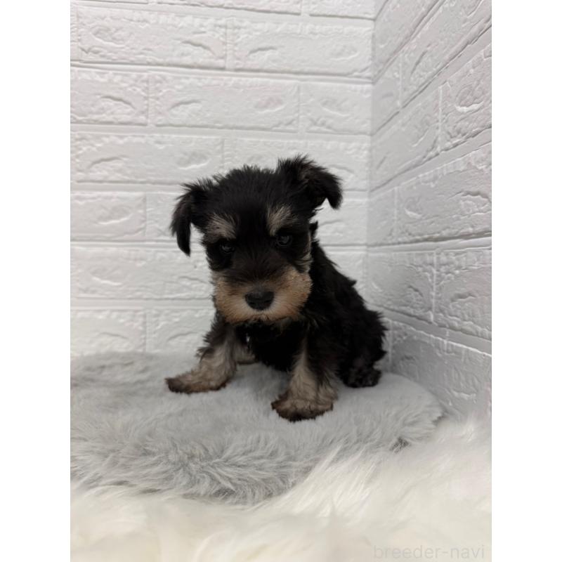 販売中の岡山県のミニチュアシュナウザー-442609の10枚目