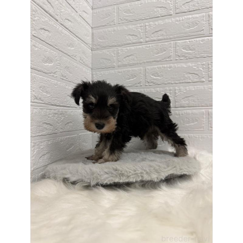 販売中の岡山県のミニチュアシュナウザー-442609の9枚目