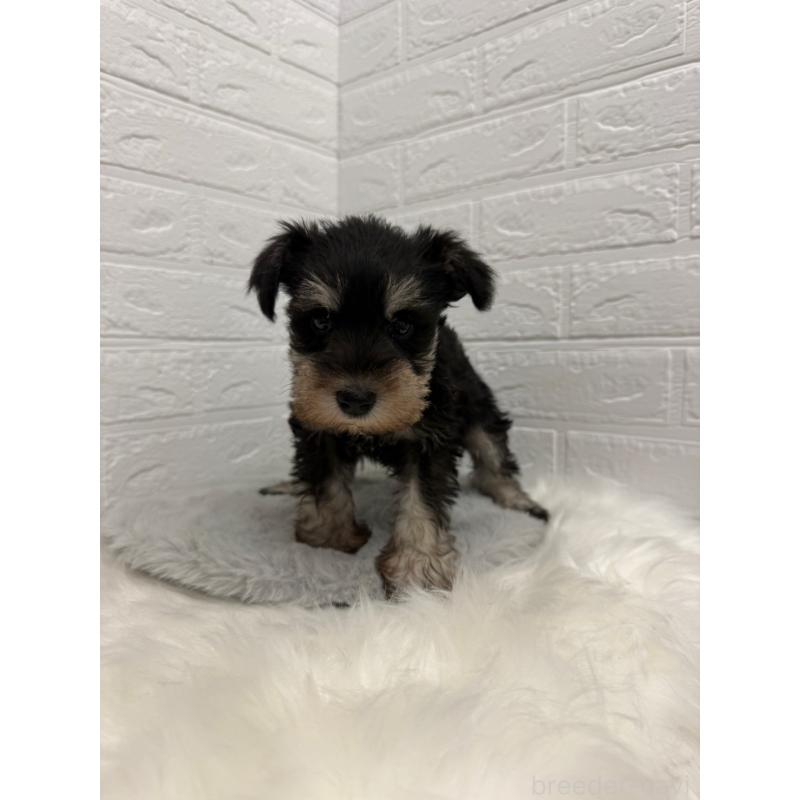 販売中の岡山県のミニチュアシュナウザー-442609の8枚目