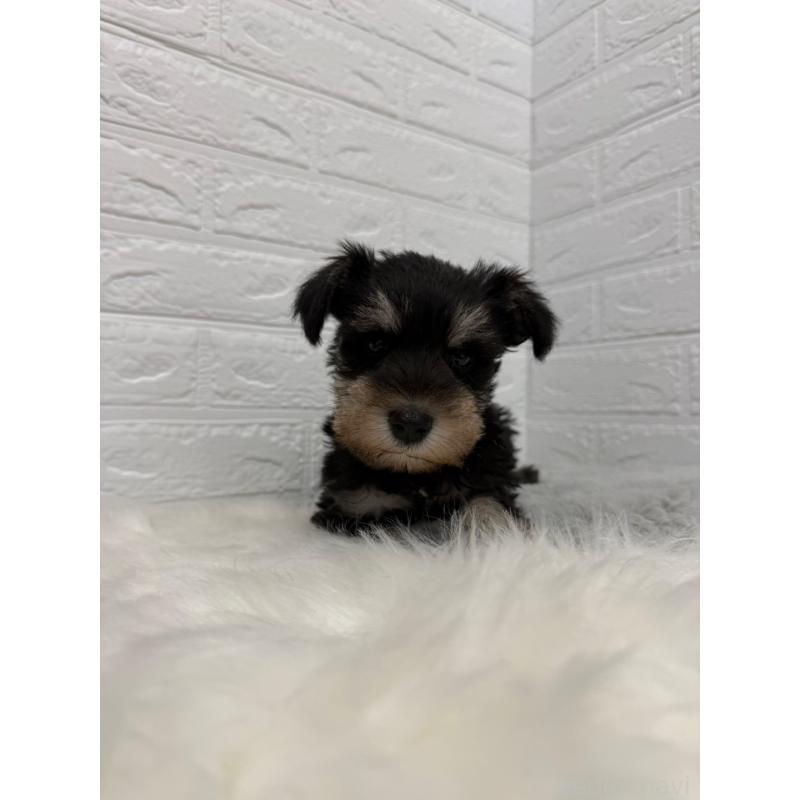 販売中の岡山県のミニチュアシュナウザー-442609の7枚目