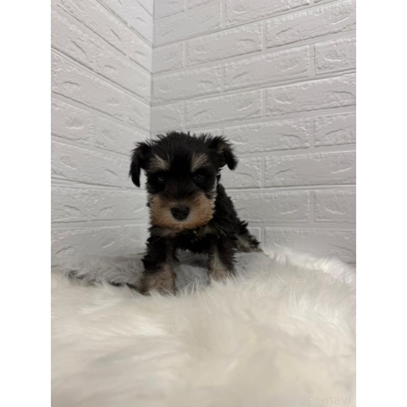 販売中の岡山県のミニチュアシュナウザー-442609の6枚目