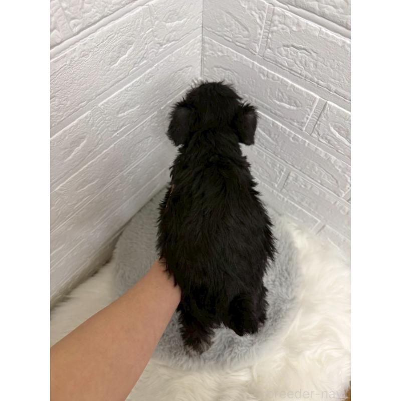 販売中の岡山県のミニチュアシュナウザー-442609の4枚目