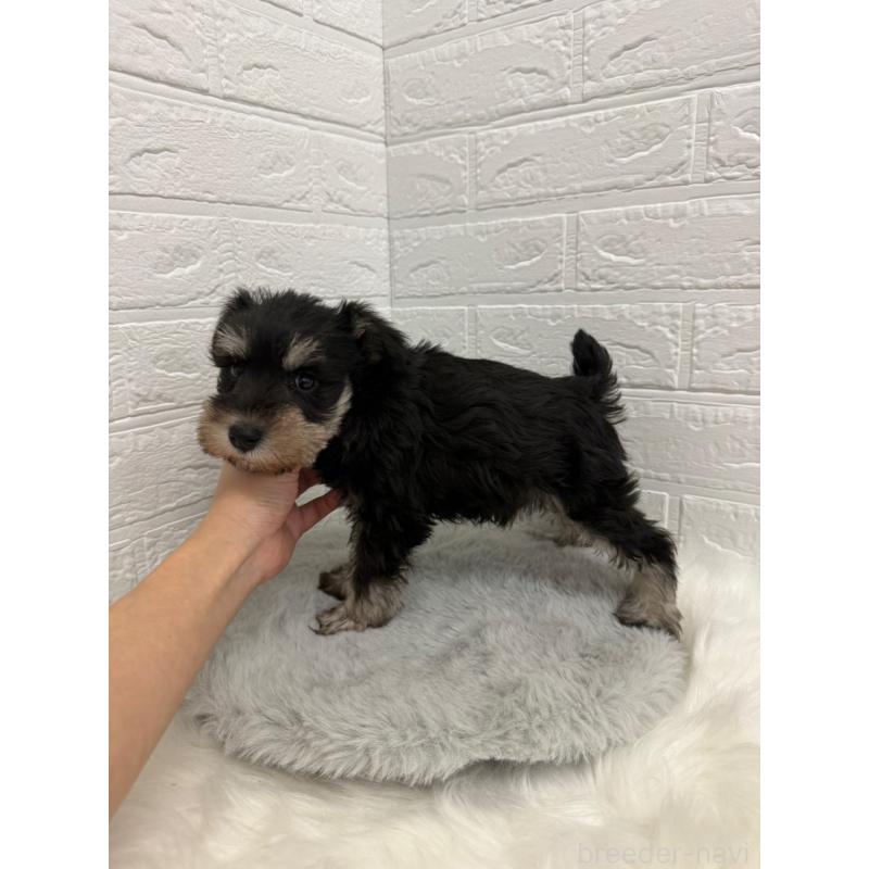 販売中の岡山県のミニチュアシュナウザー-442609の3枚目