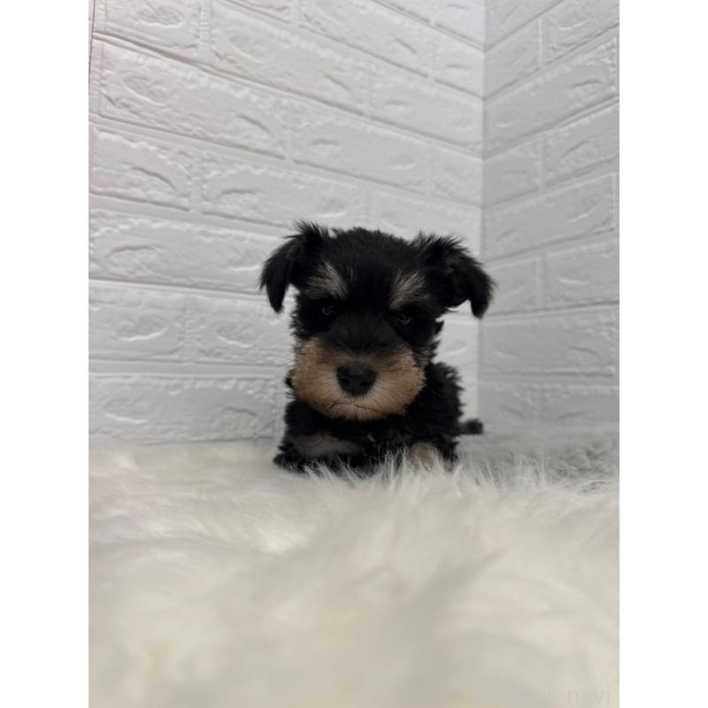 販売中の岡山県のミニチュアシュナウザー-442609の2枚目