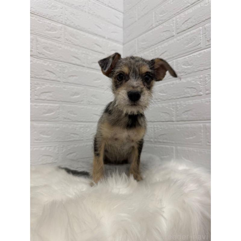 販売中の岡山県のミックス犬-442610の15枚目