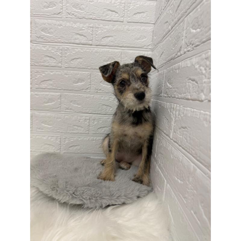 販売中の岡山県のミックス犬-442610の14枚目