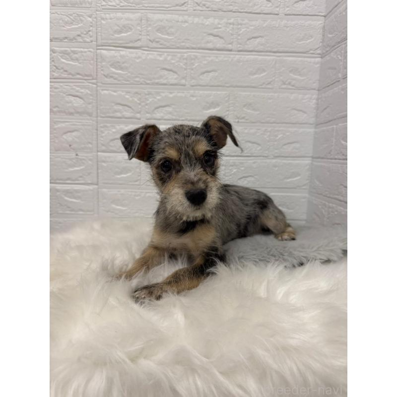 販売中の岡山県のミックス犬-442610の10枚目