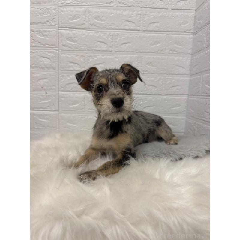 販売中の岡山県のミックス犬-442610の9枚目