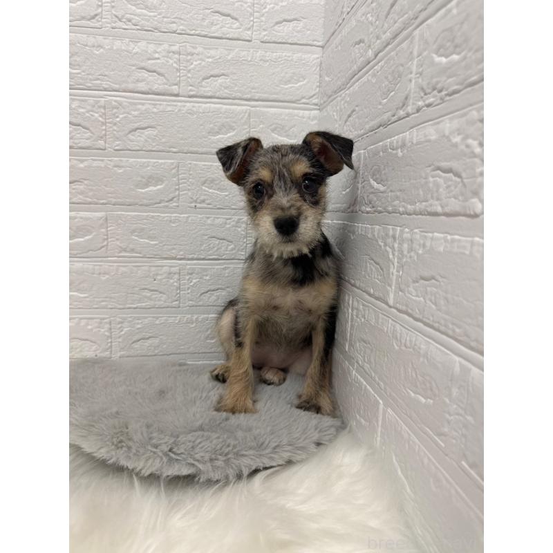 販売中の岡山県のミックス犬-442610の8枚目