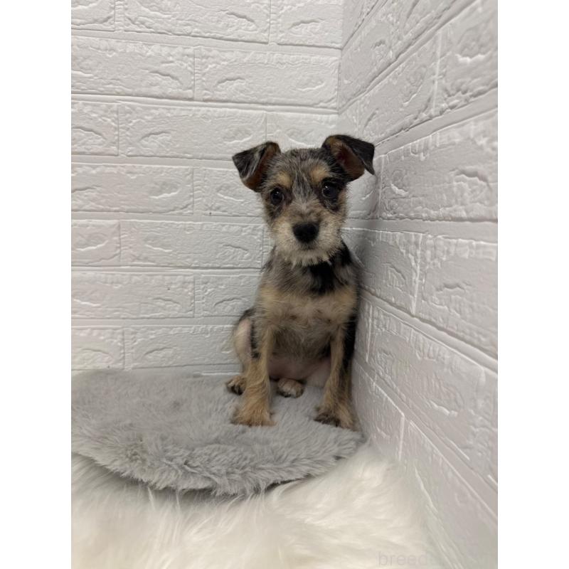 販売中の岡山県のミックス犬-442610の7枚目