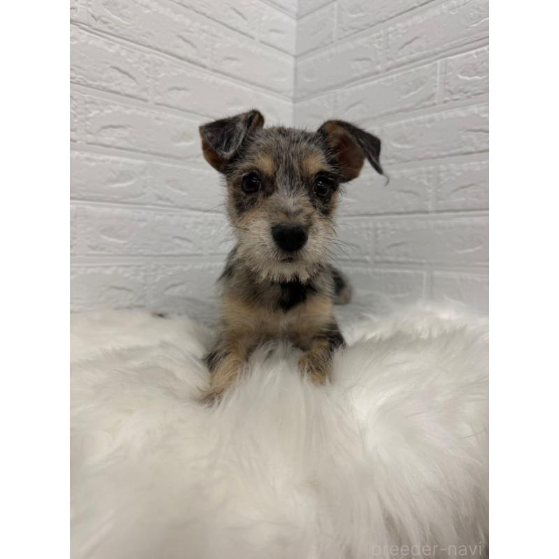 販売中の岡山県のミックス犬-442610の6枚目