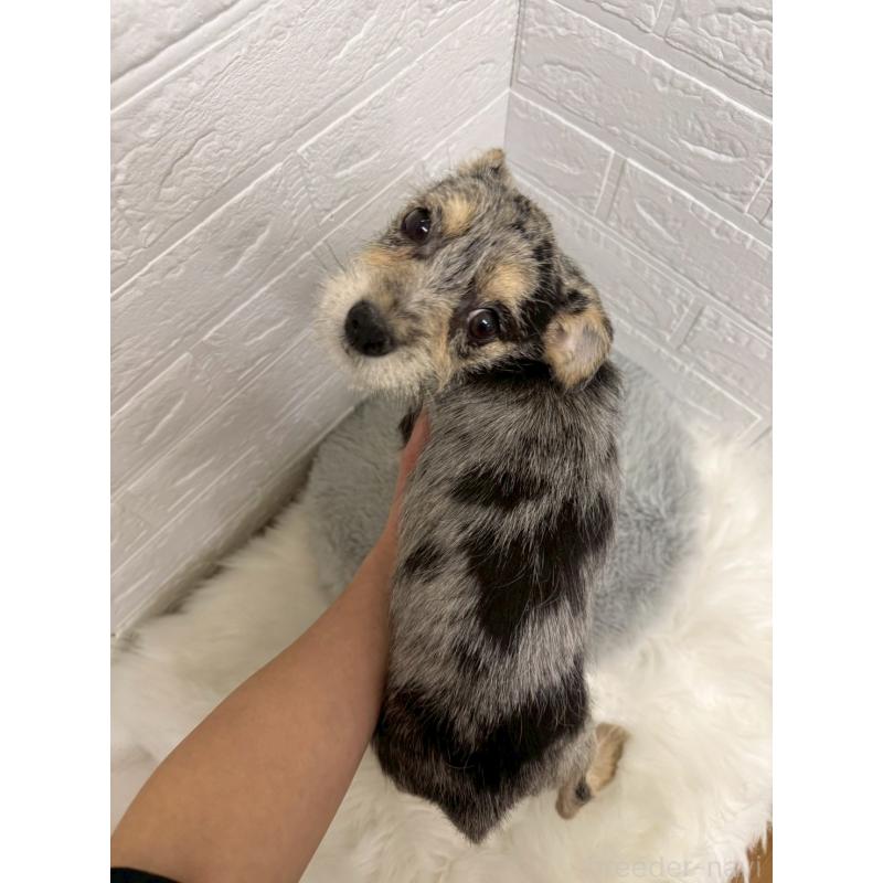 販売中の岡山県のミックス犬-442610の5枚目