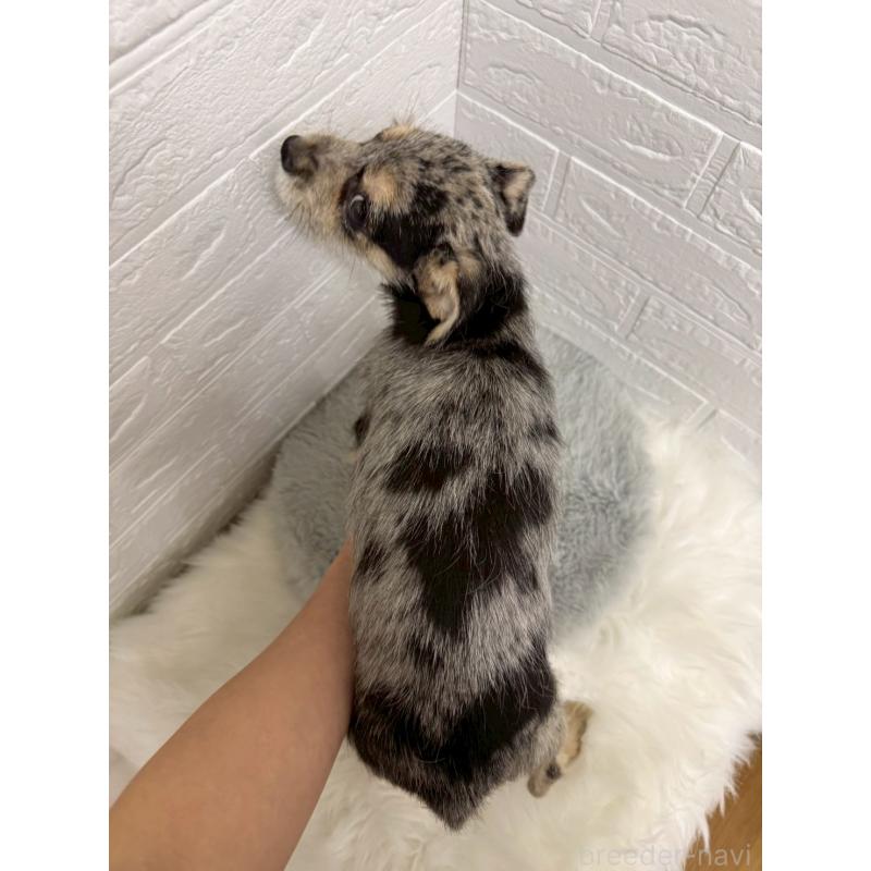 販売中の岡山県のミックス犬-442610の4枚目