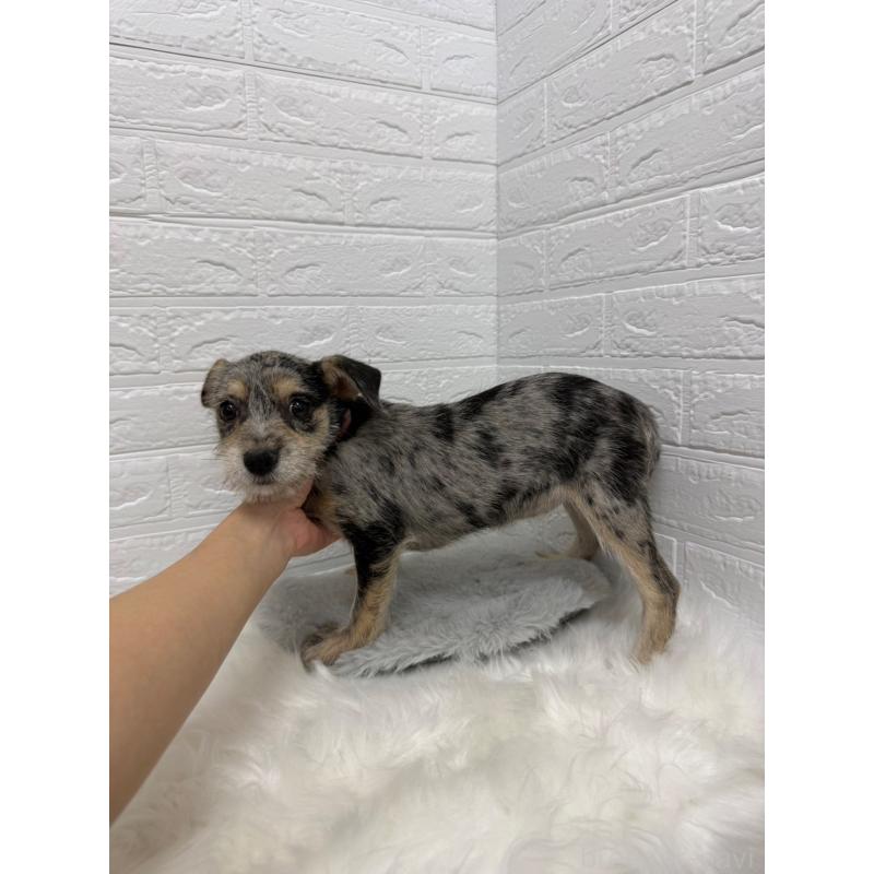 販売中の岡山県のミックス犬-442610の3枚目