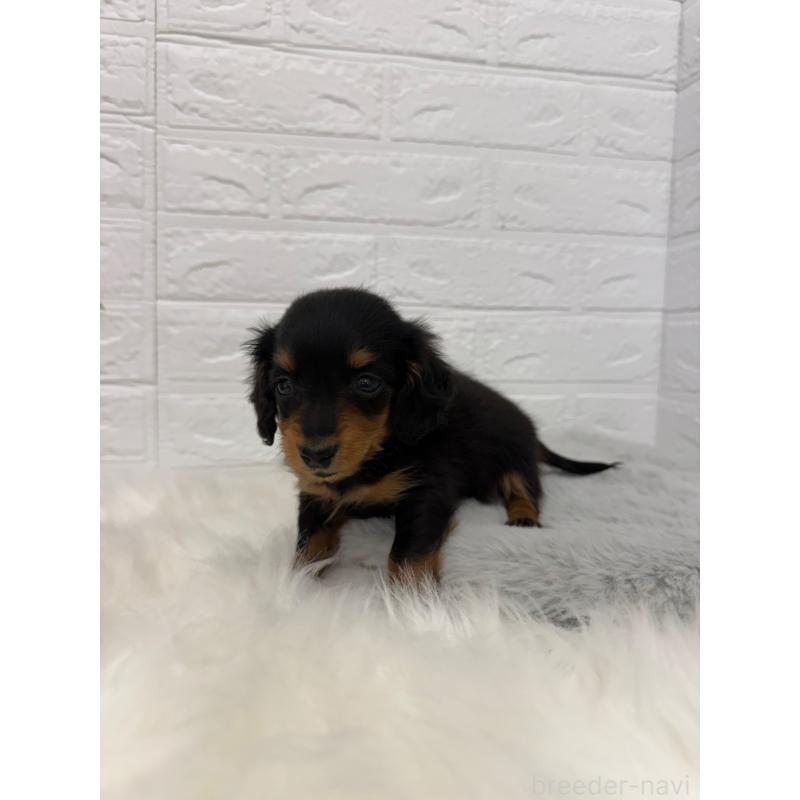 販売中の岡山県のミニチュアダックスフンド(ロングヘアード)-442611の4枚目