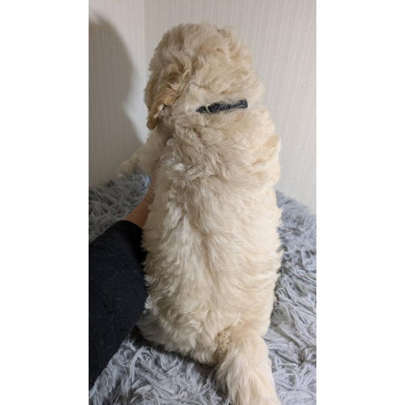 販売中の滋賀県のビションプー:ビションフリーゼ×トイプードル-442613の2枚目