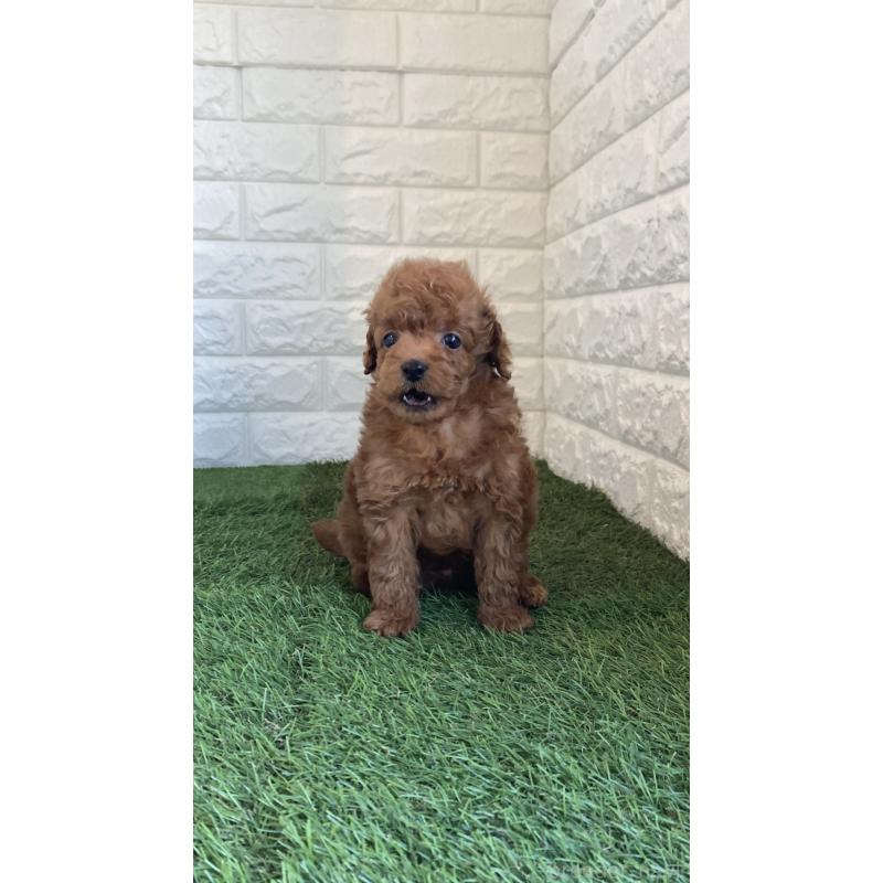 販売中の東京都のタイニープードル-442614の6枚目