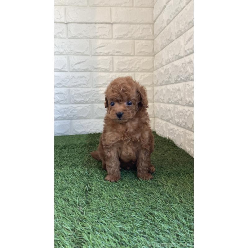 販売中の東京都のタイニープードル-442614の5枚目