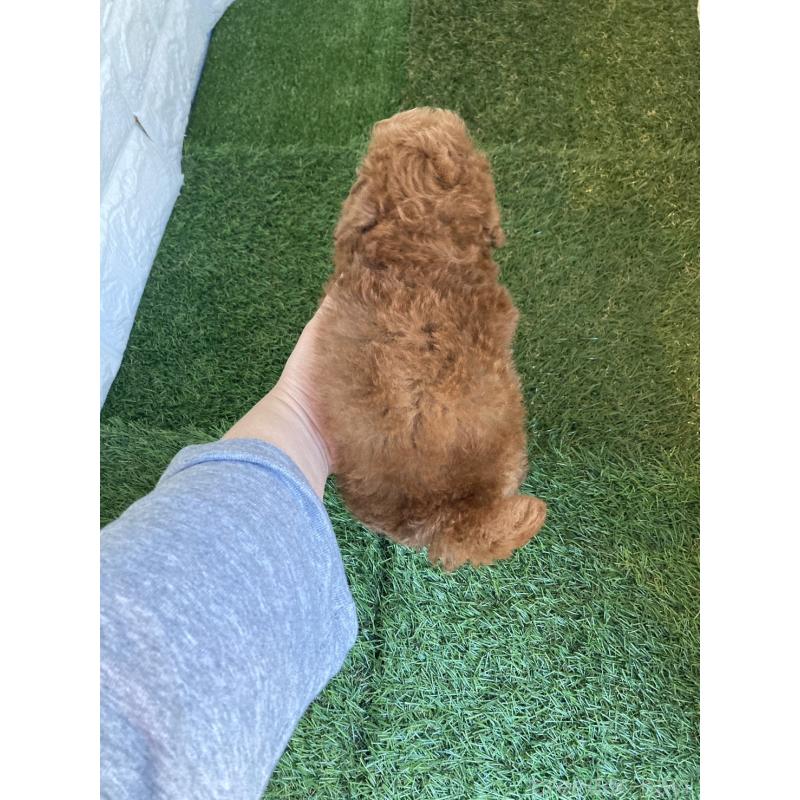 販売中の東京都のタイニープードル-442614の2枚目