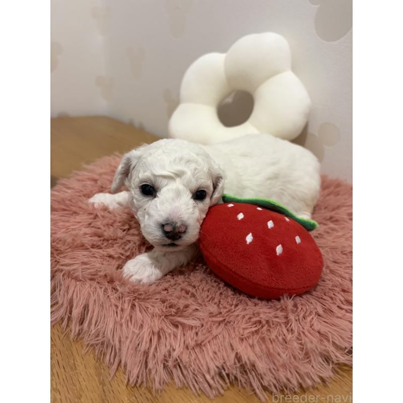 販売中の滋賀県のビションフリーゼ-442620の5枚目