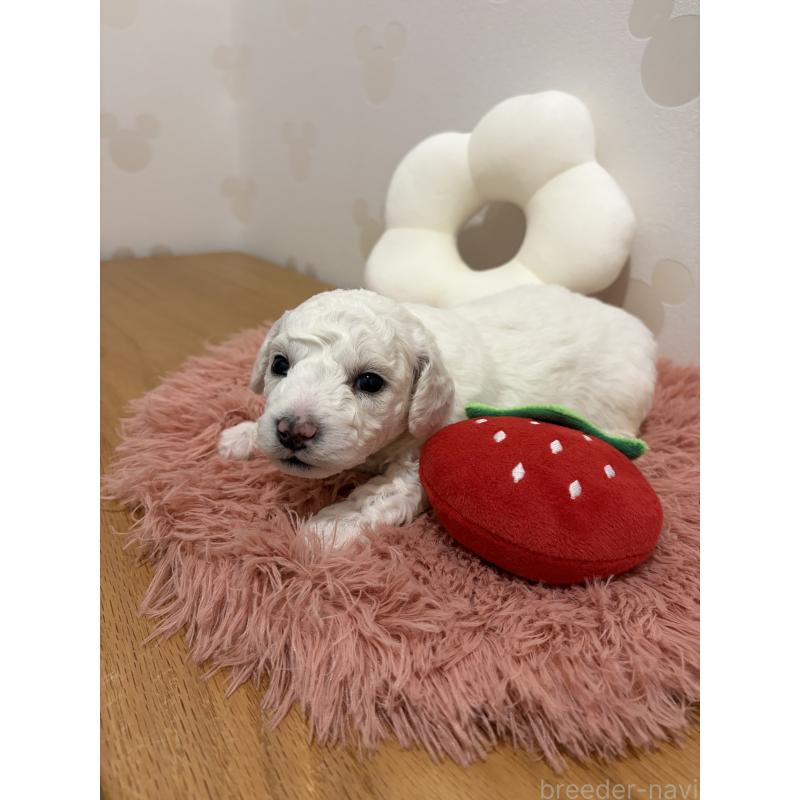 販売中の滋賀県のビションフリーゼ-442620の4枚目