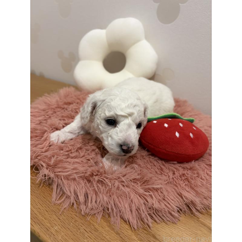 販売中の滋賀県のビションフリーゼ-442620の3枚目