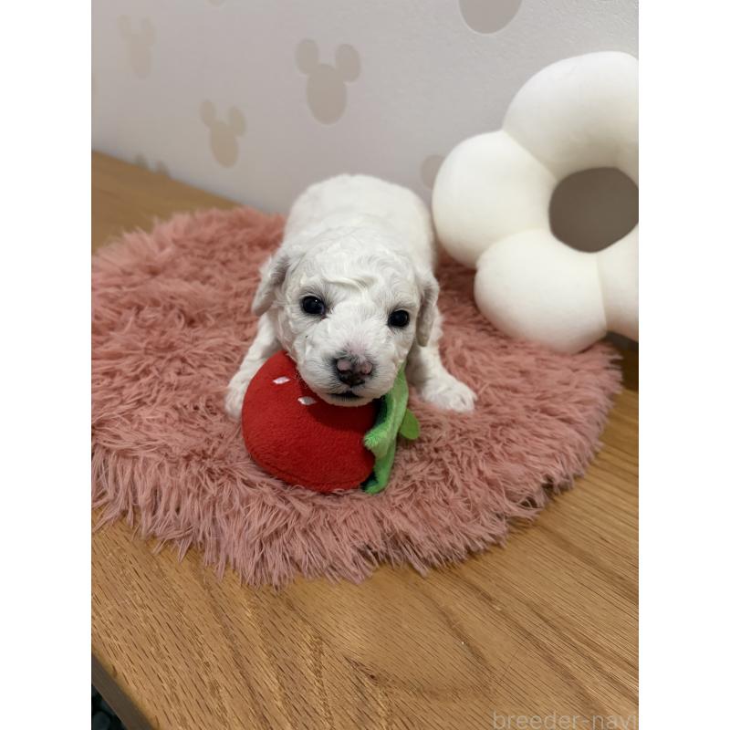 販売中の滋賀県のビションフリーゼ-442620の2枚目