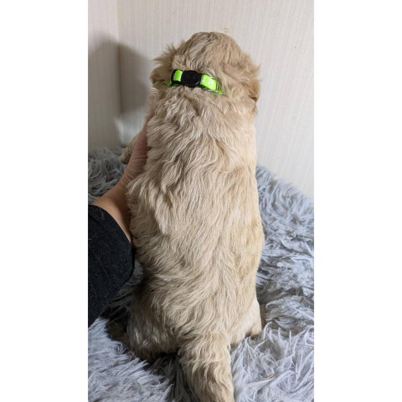 販売中の滋賀県のビションプー:ビションフリーゼ×トイプードル-442615の2枚目