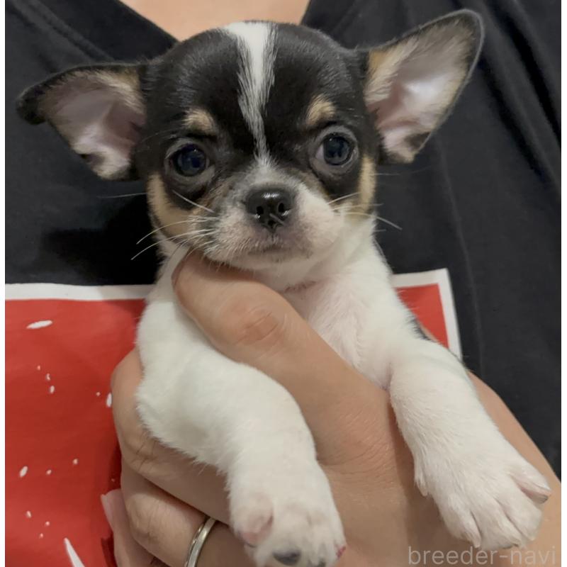 販売中の広島県のチワワ(スムースコート)-442616