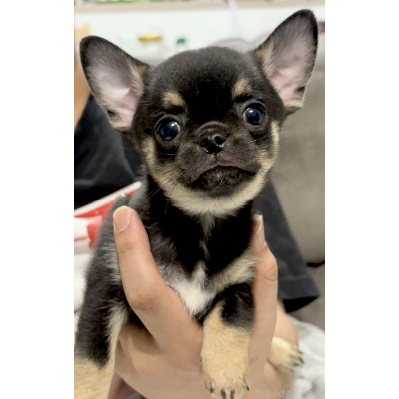 販売中の広島県のチワワ(スムースコート)-442618の1枚目