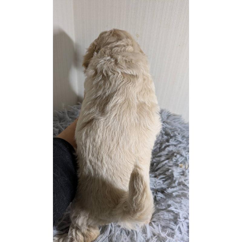 販売中の滋賀県のビションプー:ビションフリーゼ×トイプードル-442619の2枚目