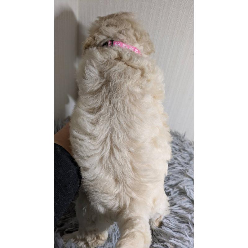 販売中の滋賀県のビションプー:ビションフリーゼ×トイプードル-442621の2枚目