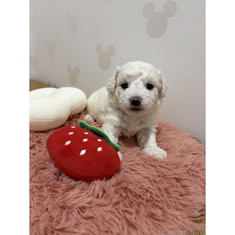 販売中の滋賀県のビションフリーゼ-442624の5枚目