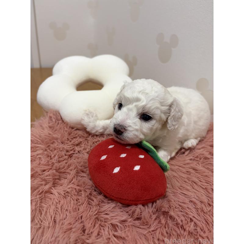 販売中の滋賀県のビションフリーゼ-442624の4枚目