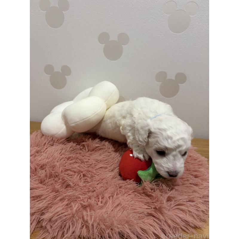 販売中の滋賀県のビションフリーゼ-442624の2枚目