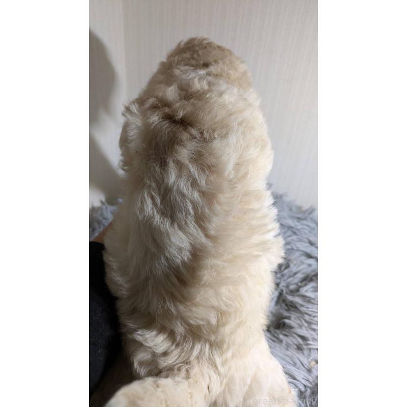 販売中の滋賀県のビションプー:ビションフリーゼ×トイプードル-442622の2枚目