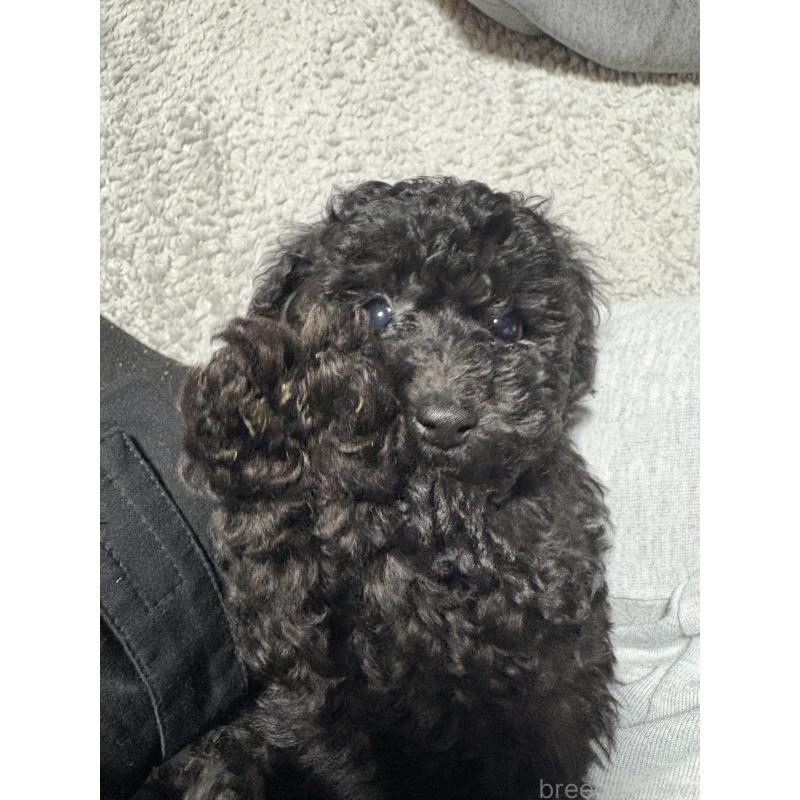 販売中の岡山県のトイプードル-442623の4枚目