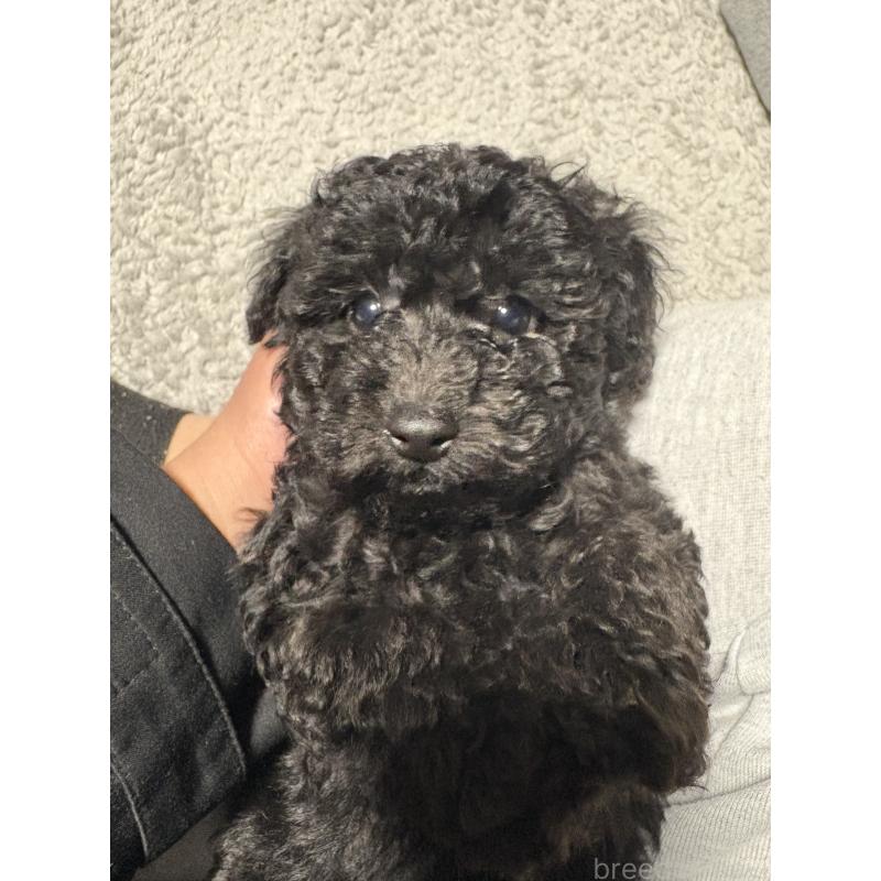 販売中の岡山県のトイプードル-442623の3枚目