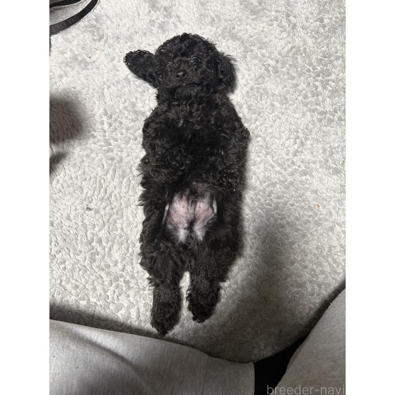 販売中の岡山県のトイプードル-442623の2枚目