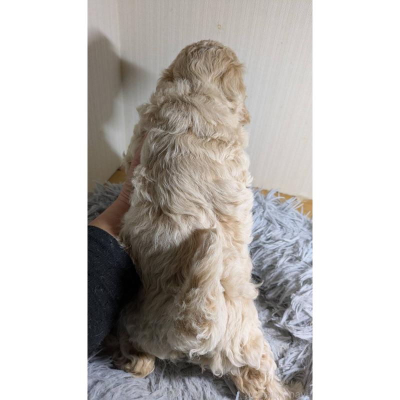 販売中の滋賀県のビションプー:ビションフリーゼ×トイプードル-442625の2枚目