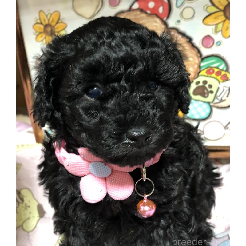 販売中の福岡県のトイプードル-442627の5枚目