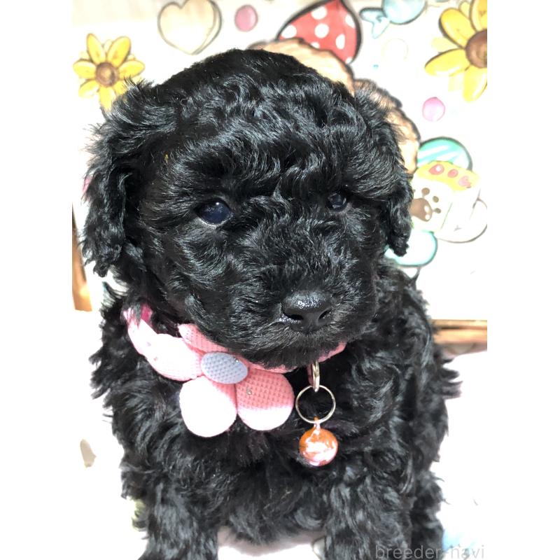 販売中の福岡県のトイプードル-442627の4枚目