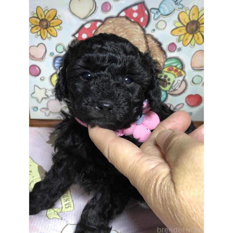 販売中の福岡県のトイプードル-442627の3枚目