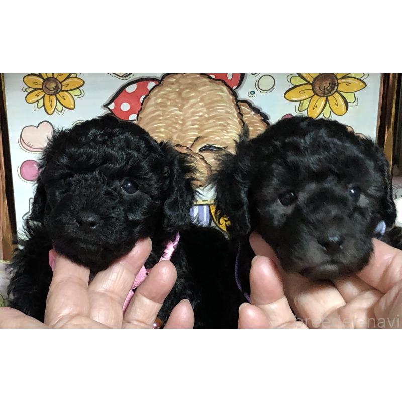 販売中の福岡県のトイプードル-442627の2枚目