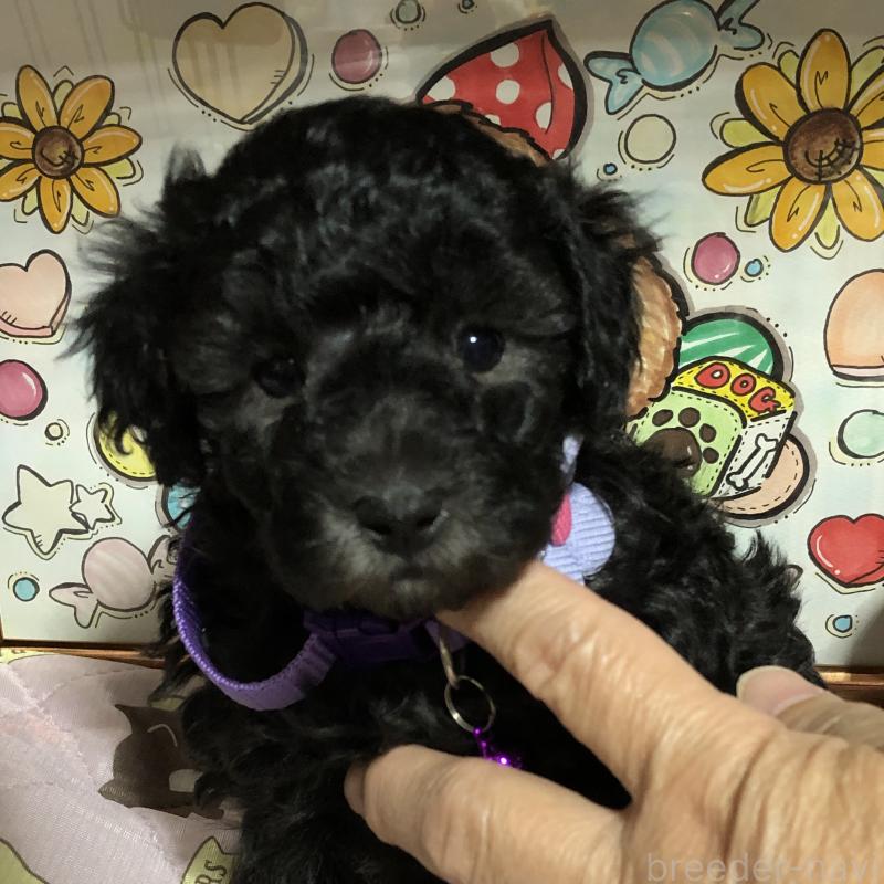 販売中の福岡県のトイプードル-442628の5枚目