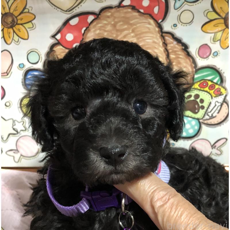 販売中の福岡県のトイプードル-442628の4枚目