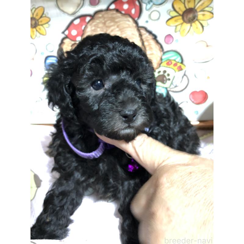 販売中の福岡県のトイプードル-442628の3枚目