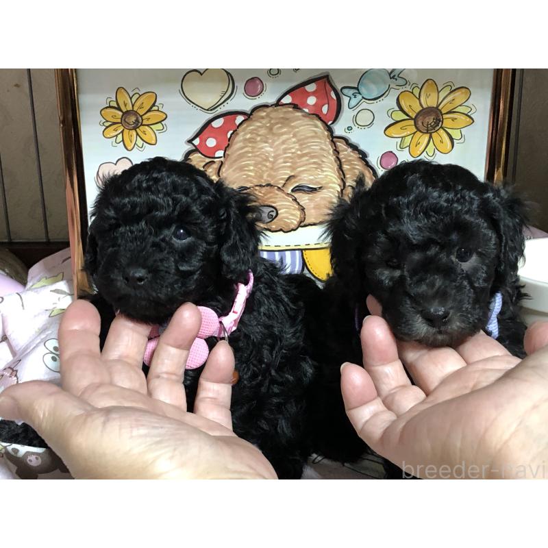 販売中の福岡県のトイプードル-442628の2枚目