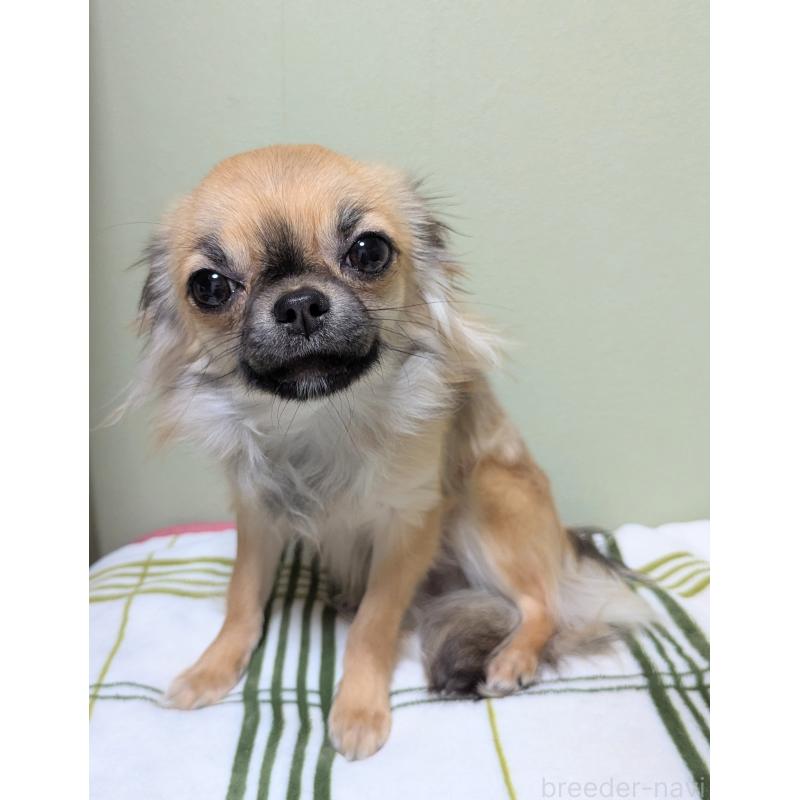 販売中の三重県のチワワ(ロングコート)-392987の8枚目