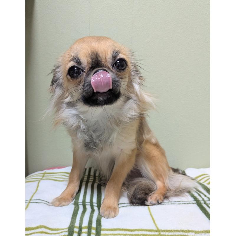 販売中の三重県のチワワ(ロングコート)-392987の7枚目